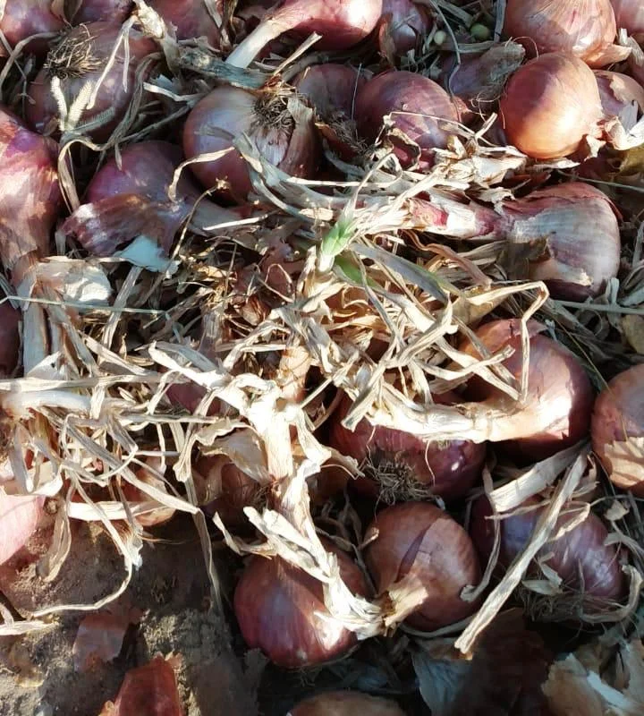 Organic Onion